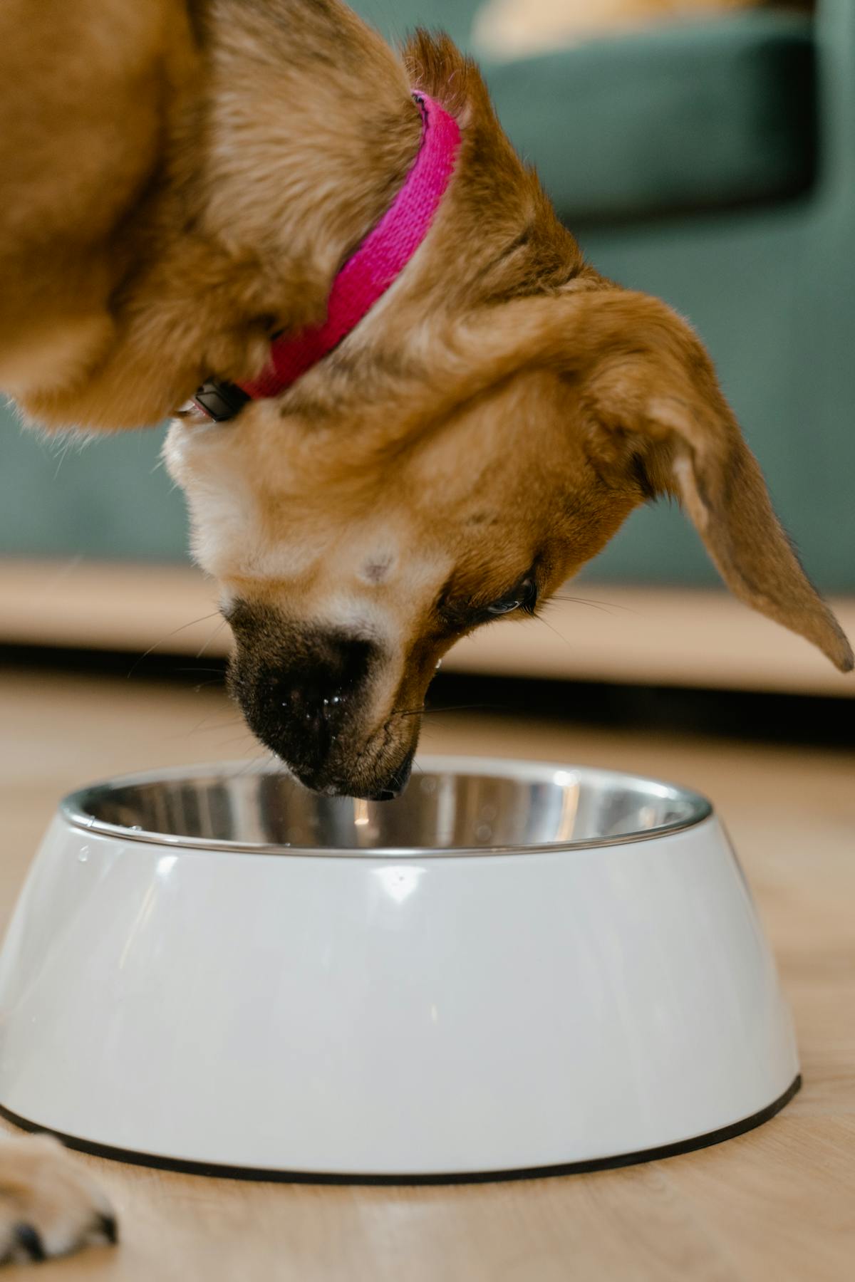 Dog eating from a stainless steel pet bowl — benefits of routine feeding schedule for dogs