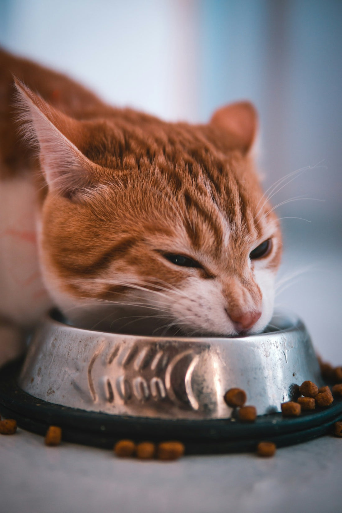Cat eating from an automatic pet feeder bowl — choosing the best pet feeder in 2026