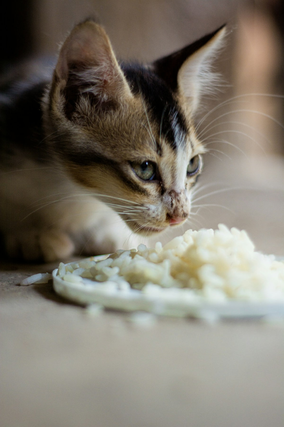 Cat eating food from a bowl — signs of overfeeding your pet and how to prevent it