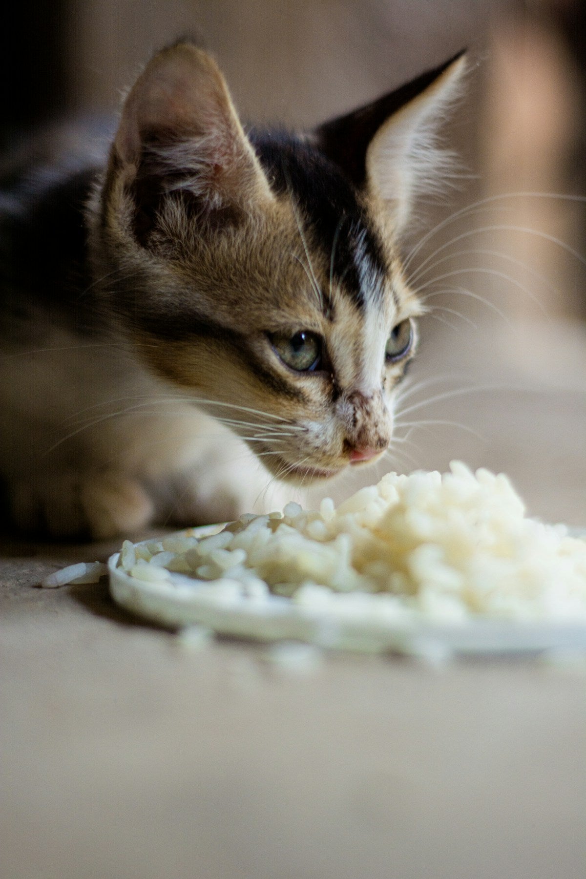 Cat eating food from a bowl — signs of overfeeding your pet and how to prevent it