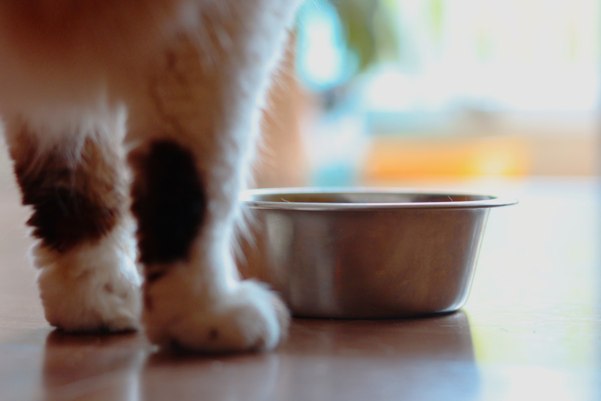Cat waiting near food on table — cat diet portion control and meal timing guide