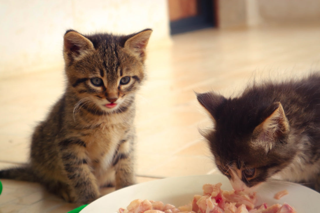 Two kittens eating from a white bowl — how many times a day should you feed your cat