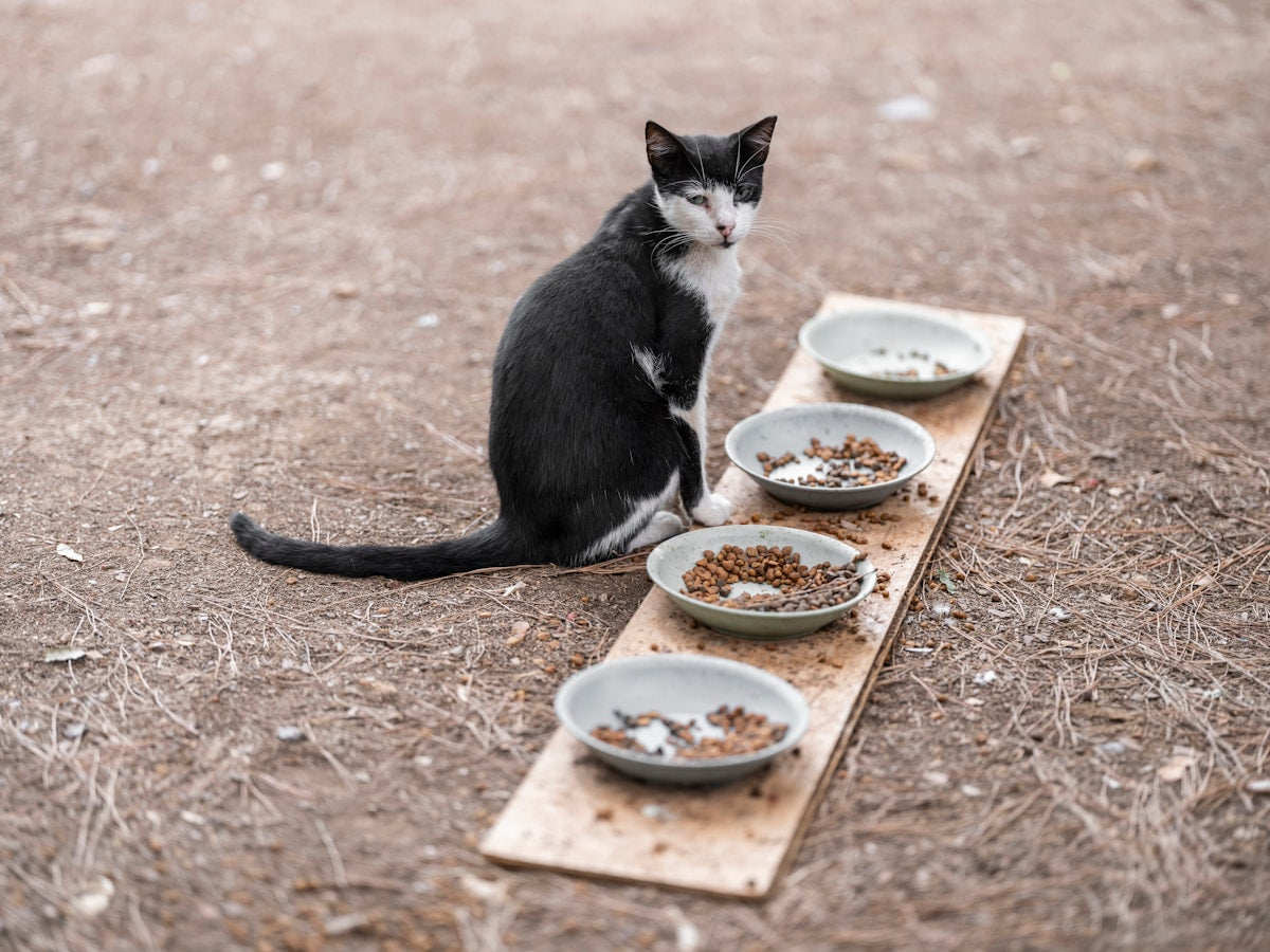Cat sitting next to food bowls — smart pet feeder versus traditional bowl comparison