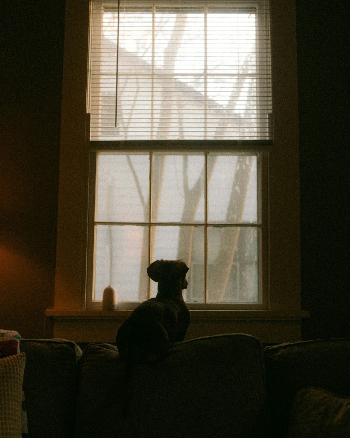 Dog sitting on couch looking out window waiting — how auto feeders reduce pet separation anxiety